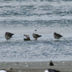 American Golden Plover - Strandfontein