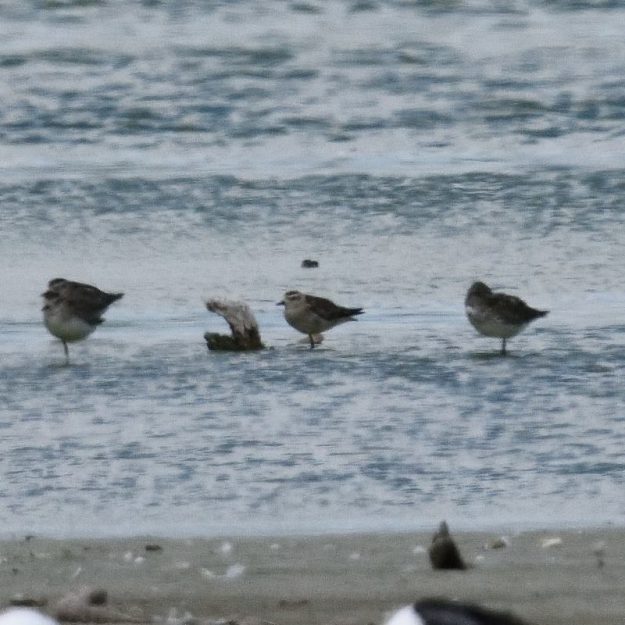 American Golden Plover - Strandfontein