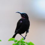 Amethyst Sunbird - Shongweni