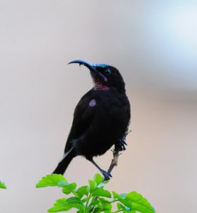 Amethyst Sunbird - Shongweni