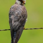 Amur Falcon 2 - Harrismith