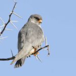 Amur Falcon 2 - Lichtenburg