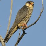 Amur Falcon - Mabula