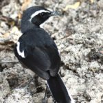 Angola Cave Chat 2 - Kunene