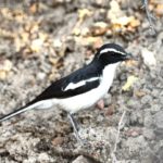 Angola Cave Chat - Kunene