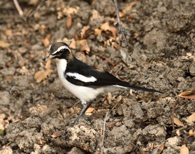 Angola Cave Chat - Zebra Mountain