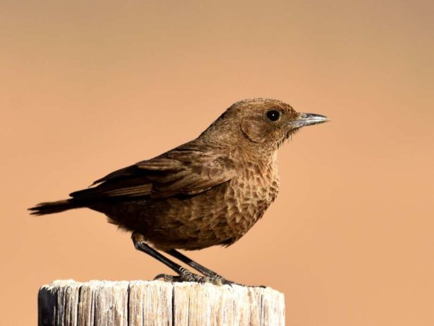 Ant Eating Chat - Goegap