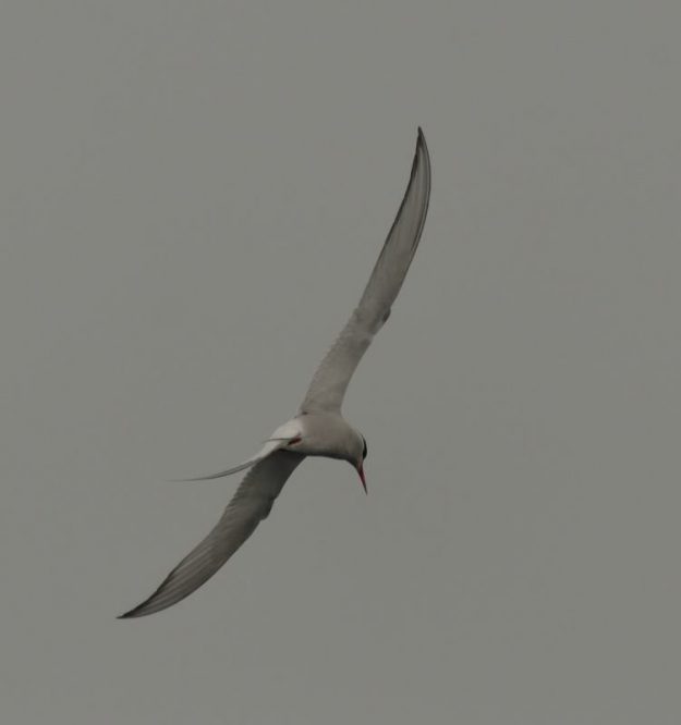 Arctic Tern - Durban Pelagic