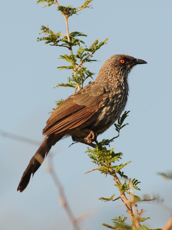 Arrow Marked Babbler - Kruger