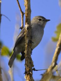 Ashy Flycatcher - Tembe