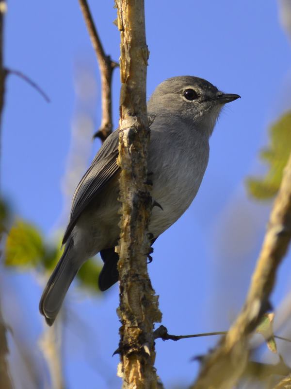 Ashy Flycatcher - Tembe