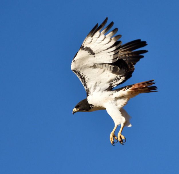 Augur Buzzard - Spitzkop