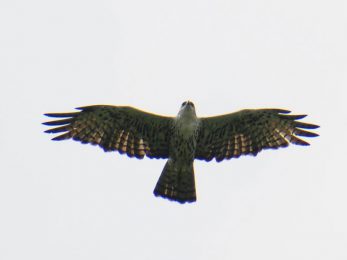 Ayres Hawk Eagle - Marromeu