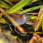 Baillons Crake - Stanger