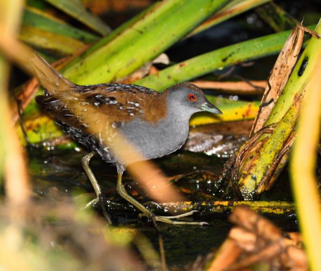 Baillons Crake - Stanger