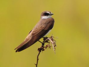 Banded Martin - Phinda