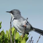 Bar Throated Apallis - Langebaan