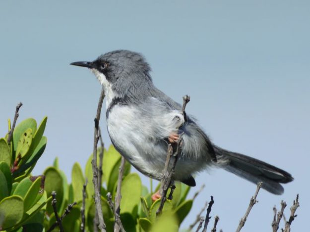 Bar Throated Apallis - Langebaan