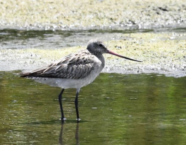 Bar-tailed Godwit - Strandfontein