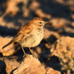 Barlow's Lark - Aus