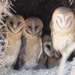 Western Barn Owl - Kgalagadi