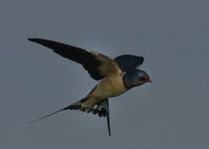 Barn Swallow - Chobe