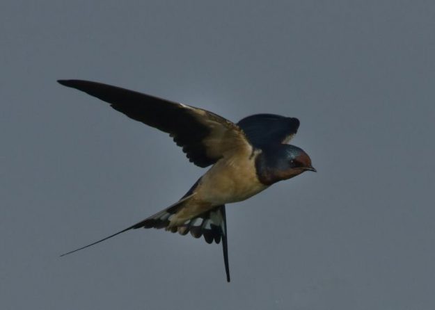 Barn Swallow - Chobe