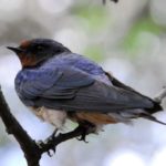 Barn Swallow - Mkhuze