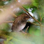 Barrat's Warbler - Nsikeni