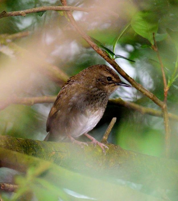 Barrat's Warbler - Nsikeni