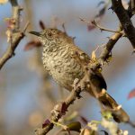 Barred Wren Warbler - Nietverdient
