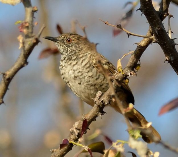Barred Wren Warbler - Nietverdient