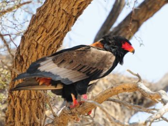 Bateleur - Kgalagadi