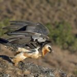 Bearded Vulture 2 - Giants Castle