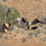 Bearded Vulture - Giants Castle