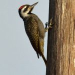 Bearded Woodpecker