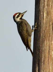 Bearded Woodpecker