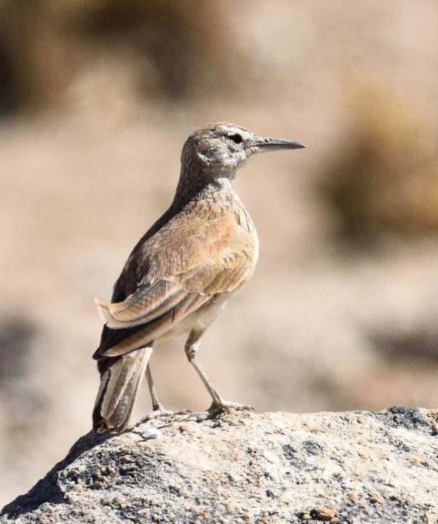 Benguela Long-Billed Lark - Uis