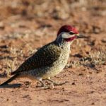 Bennets Woodpecker 2 - Hlane