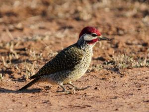 Bennets Woodpecker - Hlane