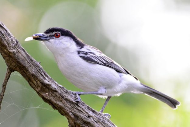 Black-Backed Puffback - Imfolozi