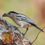 Black Backed Puffback - Malawi