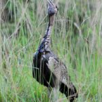 Black Bellied Bustard - Hluhluwe