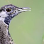 Black Bellied Bustard - Imfolozi