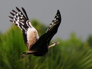 Black-Bellied Bustard - Marromeu