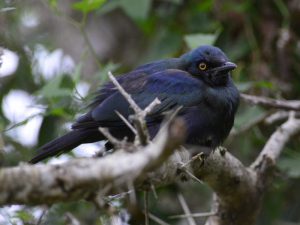 Black-Bellied Starling - Cape Vidal