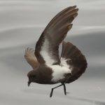 Black-Bellied Storm Petrel - Durban Pelagic