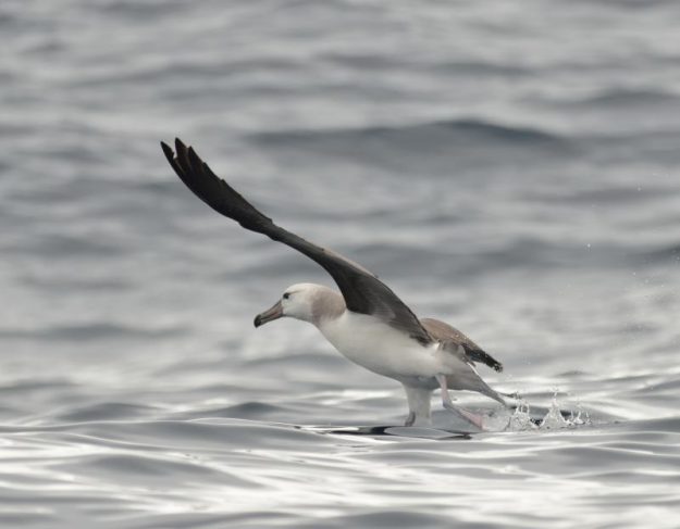 Black-Browed Albatross - Durban Pelagic