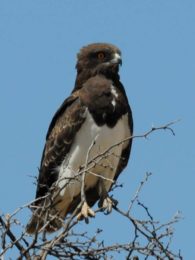Black Chested Snake Eagle - Kgalagadi
