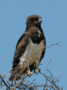 Black Chested Snake Eagle - Kgalagadi
